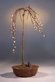 Bonsai Boy's Flowering Weeping Pussy Willow Bonsai Tree salix caprea 'kilmarnock'