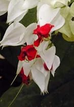 White Bleeding Heart Vine Plant Clerodendrum