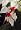 White Bleeding Heart Vine Plant Clerodendrum