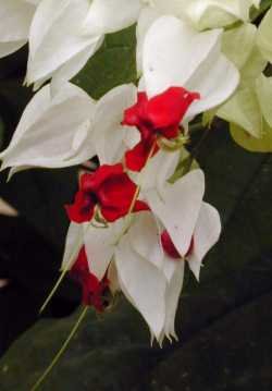 White Bleeding Heart Vine Plant Clerodendrum