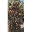 Chameleon Synthetic Ghillie Suit