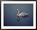 Mute Swan, a European Species Introduced into the United States Styles Framed Art Poster Print, 39x31