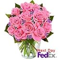 Roses - Dreamland- 12 Premium Roses