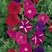 SUTTONS SEEDS: Petunia F2 Cheerful Mix Seeds (850 seeds)