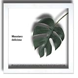 �s���[�t�A�[�g�tF-style Frame Monstera deliciosa�i�����X�e�� �f���V�I�T�j