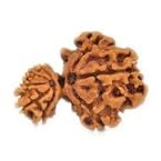 Garbh Gauri Rudraksha Bead - Nepal