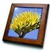 Bee pollinates a Desert Agave flower also called a Century Plant - 8x8 Framed Tile