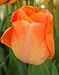 Daydream Tulip Seed Pack