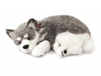 Perfect Petzzz Alaskan Huskey
