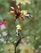Metal Flower Finch Stake