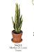 Miniature Snake Plant in a Clay Pot