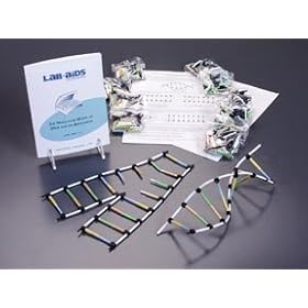 Molecular Model of DNA and Replication Kit; Makes 12 Double Helix Models