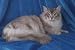 12X16 inch Top 100 Pedigree Cat Canvas Art Tiffanie,blue shaded