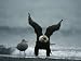 An American Bald Eagle Vocalizes Photographic Poster Print, 24x18