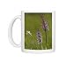 Photo Mugs of ROG-11465 Fragrant orchid, early morning, with hoary plantain (Plantago media) from Ardea Wildlife Pets