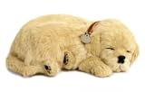 Perfect Petzzz Golden Retriever