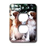 Dogs Cavalier King Charles Spaniel - Two Blenheim Cavalier King Spaniel - Light Switch Covers - 2 plug outlet cover