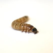 Superworms (50 Count)
