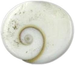 SHOPOJ Natural Gomti Chakra Standard White