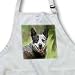 Australian Cattle Dog - Waist Apron With Pockets
