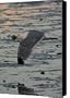 Seagull Cracking open a Clam Canvas Print / Canvas Art - Artist Gene Sizemore