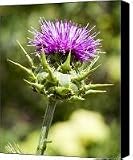 Artichoke Thistle 3 Canvas Print / Canvas Art - Artist Kelley King