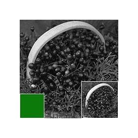 Sunpak 67mm #11 Glass Filter - Yellow / Green.