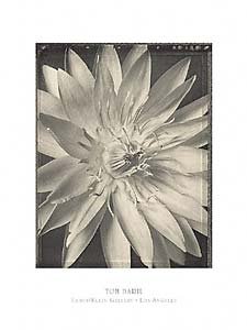ポスター フォトグラフ Water Lily 1996