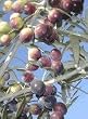 Arbequina Olive Tree Clay Pot