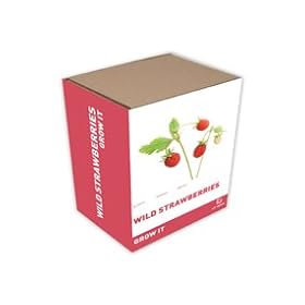 Wild Strawberries
