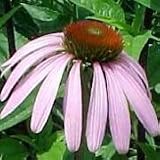 Echinacea purpurea (Purple Coneflower) - Bulk Wildflower Seeds