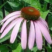 Echinacea purpurea (Purple Coneflower) - Bulk Wildflower Seeds