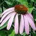 Echinacea purpurea (Purple Coneflower) - Bulk Wildflower Seeds
