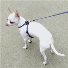 C NYL PALS HARNESS 5 16