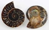 Ammonite Fossil pair (GFAMMP) -