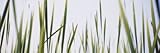 IMAGE OF Close-up of Cattail Grass Stretched Canvas Poster Print by Panoramic Images , 12x36