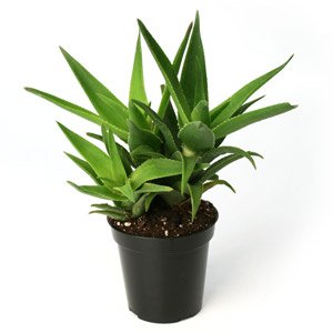 aloe vera plant