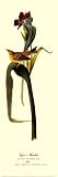 Vigor s Warbler Fine Art Poster Print by John James Audubon, 8x24