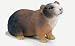Guinea Pig