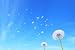 Dandelion Seed - 24