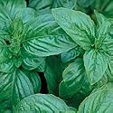 Organic Genovese Sweet Basil Herb 100 Seeds