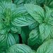 Organic Genovese Sweet Basil Herb 100 Seeds