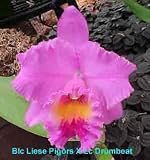 Blc Liese Pigors X Lc Drumbeat 1550H