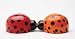 Lovely Lady Bugs Magnetic Salt & Pepper Shaker Set S/P