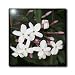 Divinity and Hope - white, flower, stamen, petals, jasmine, fragrant, blossom - 12 Inch Ceramic Tile