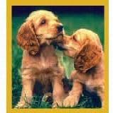 Cocker Spaniel Puppies Fridge Magnet