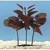 Bacopa Plant - Red - 3 12 in.