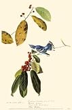Cerulean Warbler by John James Audubon. Art Print Poster 11 inches width by 17 inches height. Highest Quality Art Poster Print