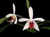 Vandaenopsis Newberry Whimsy