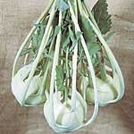 Kohl Rabi F1 Lanro Seeds (1 Pkt - 135 seeds)